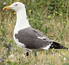 juvenile LBBG in October, ringed in Norway. (131273 bytes)